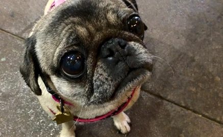 Dallas – Green Pet