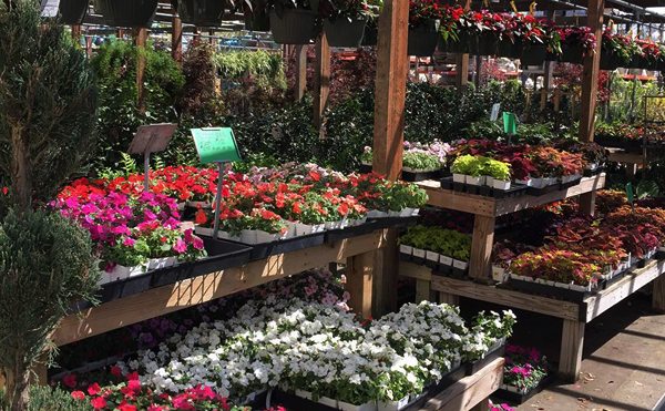 Dallas – Jacksons Home and Garden