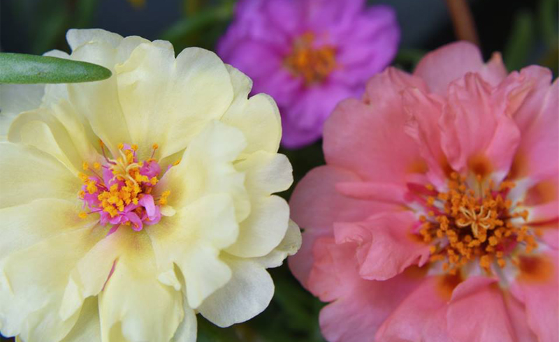 Houston – Buchanan’s Native Plants