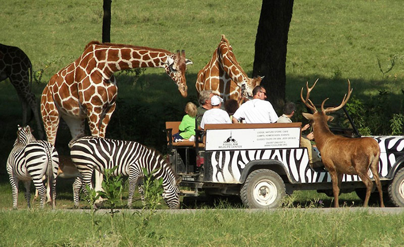 BIT-Fossil-Rim-800X490