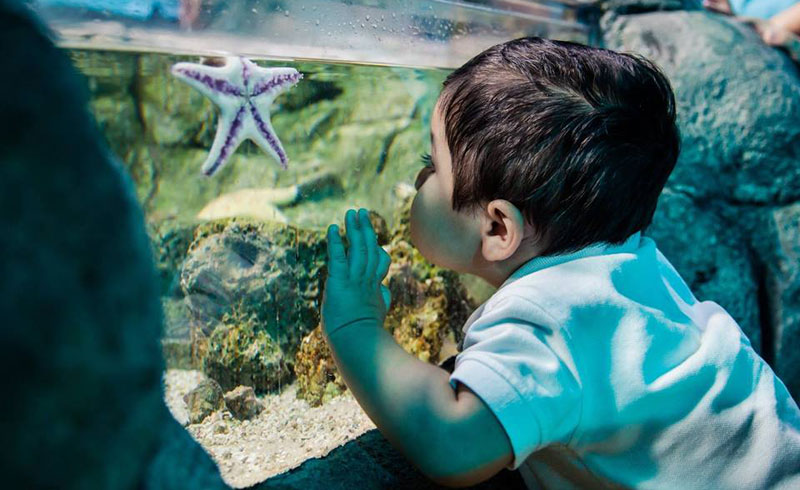 BIT-SEA-LIFE-Aquarium-800X4