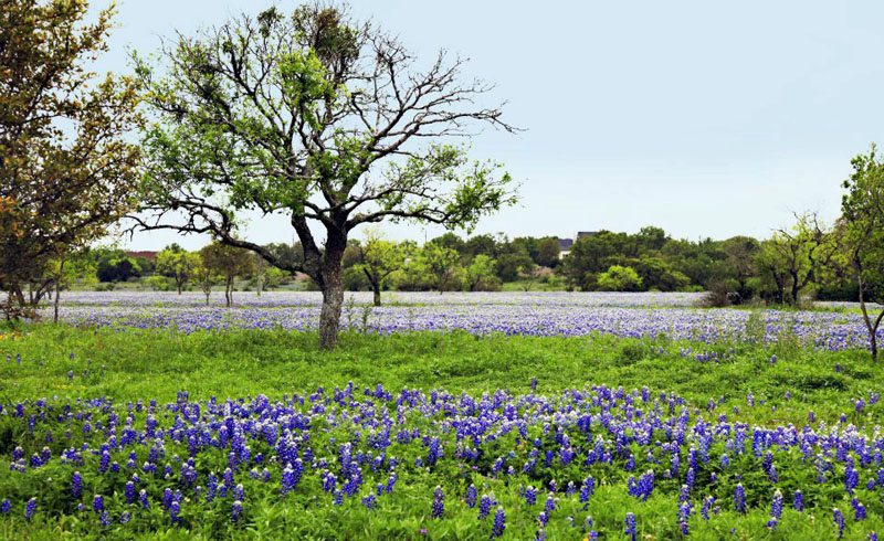 Burnet-Llano-Fredericksburg-Johnson City - Best Blue Bonnet Trails - Shop Across Texas Burnet-Llano-Fredericksburg-Johnson City - Best Blue Bonnet Trails - Shop Across Texas