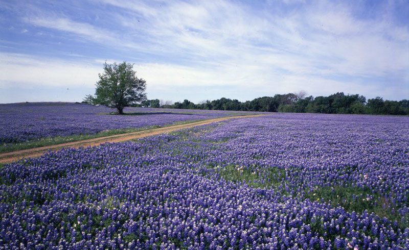 Bluebonnet Trails- Waxahachie_800x490 Ennis-Palmer-Bristol - Best Blue Bonnet Trails - Shop Across Texas