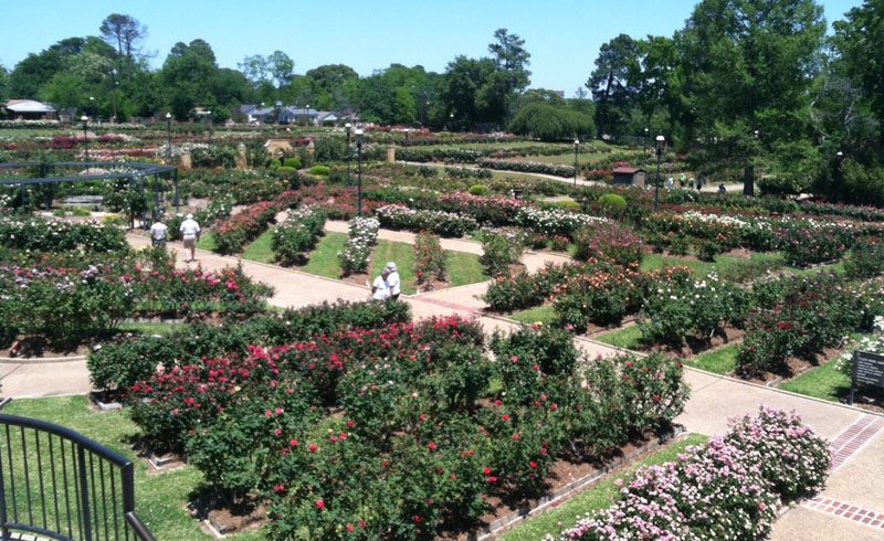 Best Place to Stop and Smell the Roses