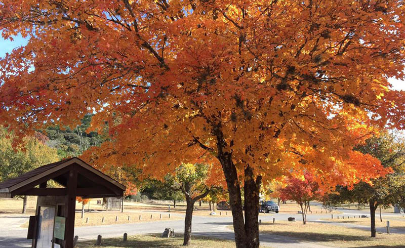 Lost Maples State Natural Area – Bandera_800x490