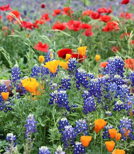 Image is not available