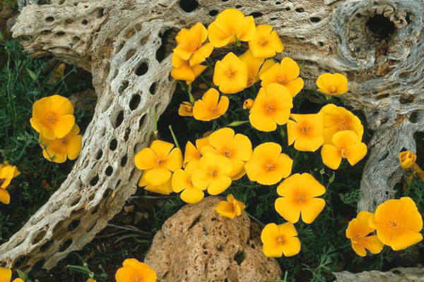 Poppy Fest - El Paso