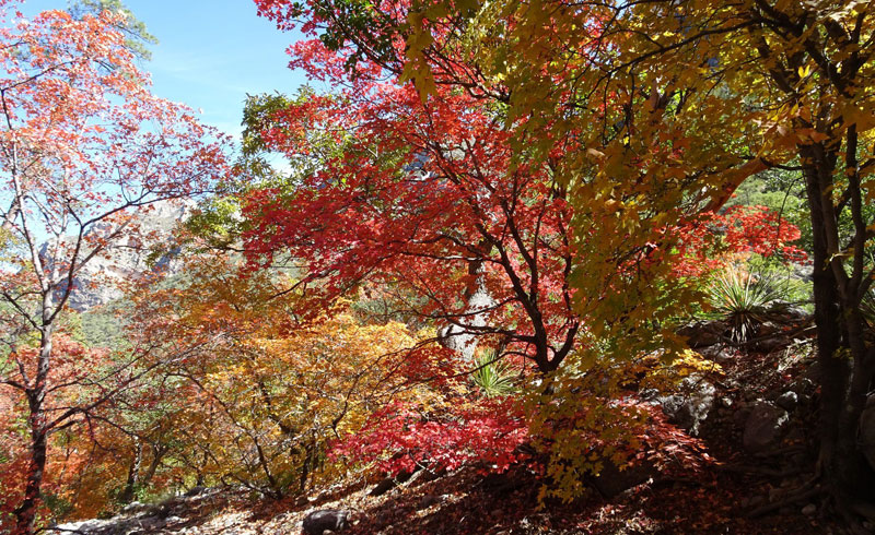 Guadalupe-Mountains-National-Park-800X490
