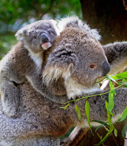 pizza crate - him gift guide 2017