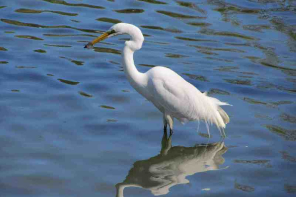 birding-pearland-600x400