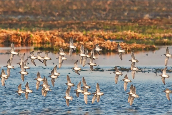 cattail-marsh-beaumont-600x400