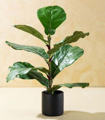 Image is not available